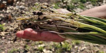 Tafvmpuce season with social distancing