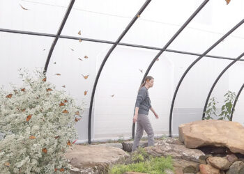 Butterflies offer peace during dark times