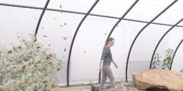 Butterflies offer peace during dark times