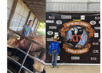 Phillips siblings take interest in bulls