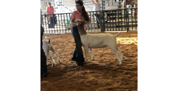 All-Indian Livestock Show returns