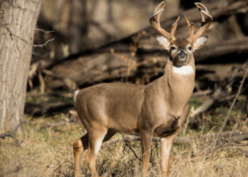 Oklahoma Governor lets hunting and fishing compacts expire