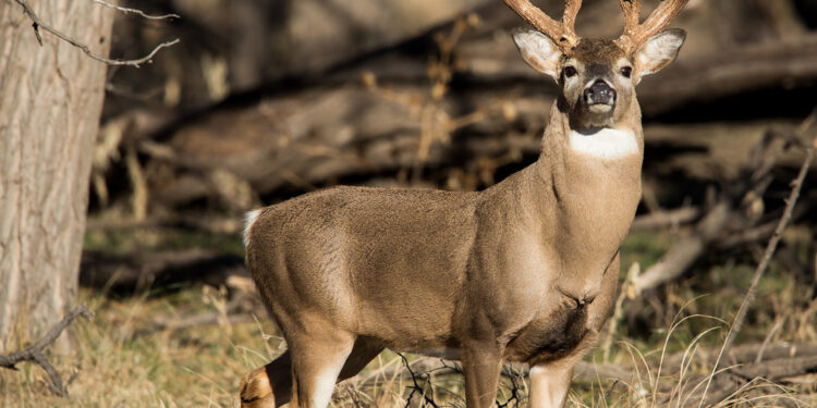 Oklahoma Governor lets hunting and fishing compacts expire