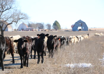 ‘Reservation worthy’ cattle operation expands tribal enterprise