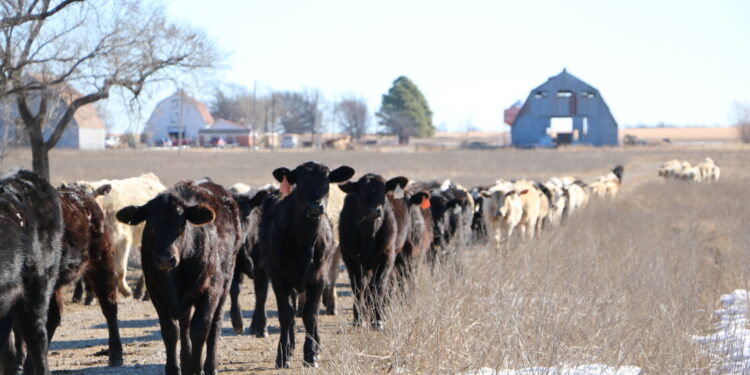‘Reservation worthy’ cattle operation expands tribal enterprise