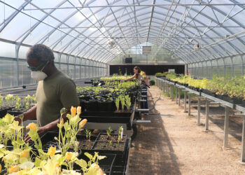 MCN RIP gives away plants to elders