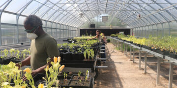 MCN RIP gives away plants to elders