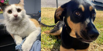 Okmulgee County Humane Society seeks homes for shelter animals