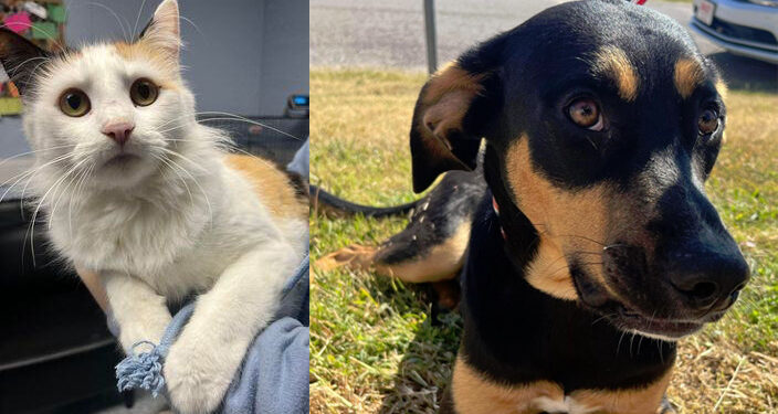 Okmulgee County Humane Society seeks homes for shelter animals