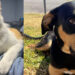 Okmulgee County Humane Society seeks homes for shelter animals