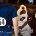 10th annual All-Indian Livestock Show set for Jan. 27 – 29