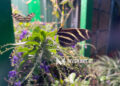 Conservation meets culture at the Euchee Butterfly Farm