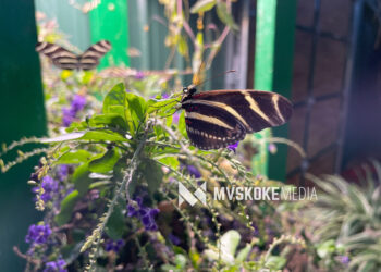 Conservation meets culture at the Euchee Butterfly Farm