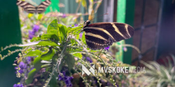 Conservation meets culture at the Euchee Butterfly Farm