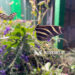 Conservation meets culture at the Euchee Butterfly Farm