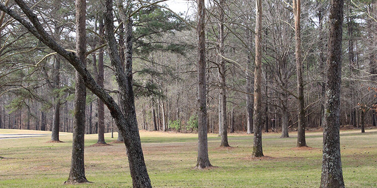 Realty Department assists in ad valorem taxes for at-risk sale of land