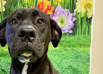 MCN Lighthorse Police rescues 18 abandoned puppies