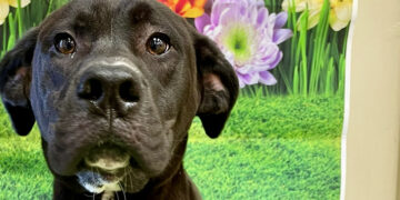 MCN Lighthorse Police rescues 18 abandoned puppies