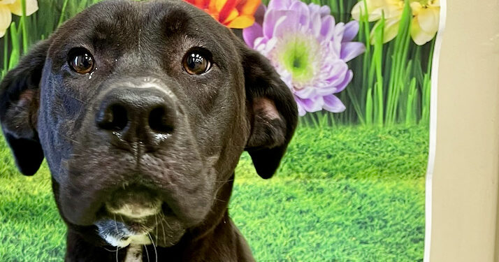 MCN Lighthorse Police rescues 18 abandoned puppies