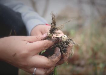 Wild onion dinners are back