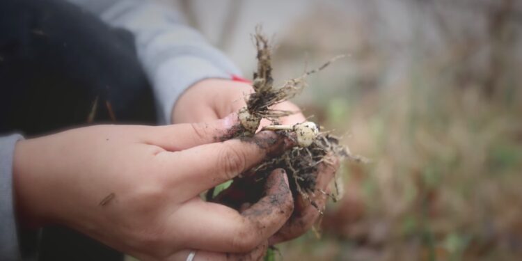 Wild onion dinners are back