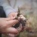 Wild onion dinners are back