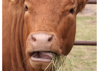 Chewing the Cud with CMN Extension