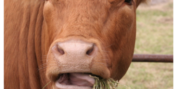 Chewin’ the Cud – February 2025