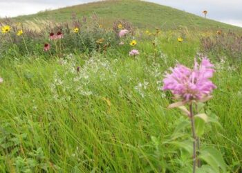 Spirit Lake Nation recipient of land back