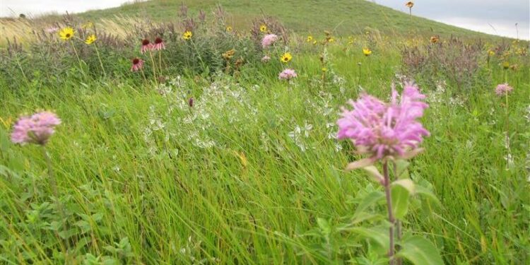 Spirit Lake Nation recipient of land back