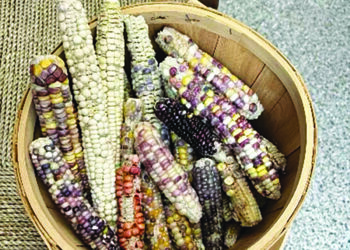 Chewin’ the Cud (3/15/25)