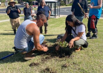 Council Oak Tree’s legacy lives on at CMN