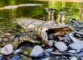 Two Tribes sue Trump Administration over federal rollbacks on habitat restrictions