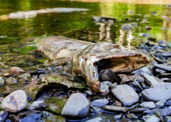 Two Tribes sue Trump Administration over federal rollbacks on habitat restrictions