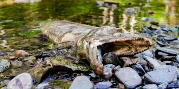 Two Tribes sue Trump Administration over federal rollbacks on habitat restrictions