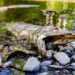 Two Tribes sue Trump Administration over federal rollbacks on habitat restrictions