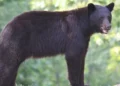 No need to panic, just be beary aware!