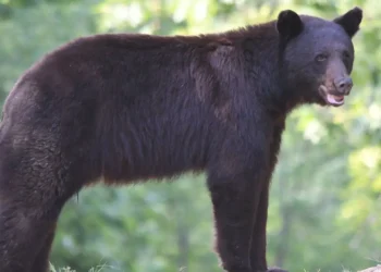 No need to panic, just be beary aware!