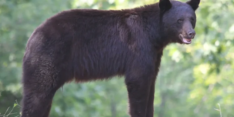 No need to panic, just be beary aware!