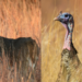 Fall hunting season opens on the Rez